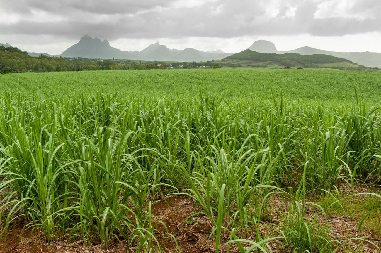 Greenfield Development